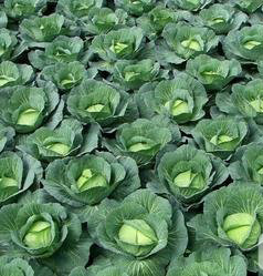 甘藍(lán)基地使用效果