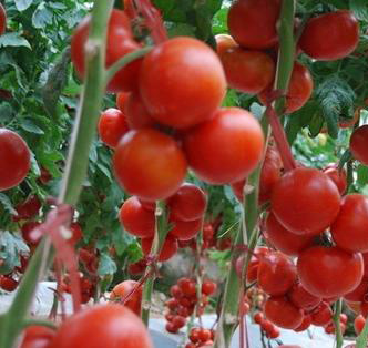 西紅柿使用效果