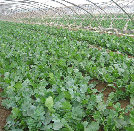 蘿卜基地使用效果